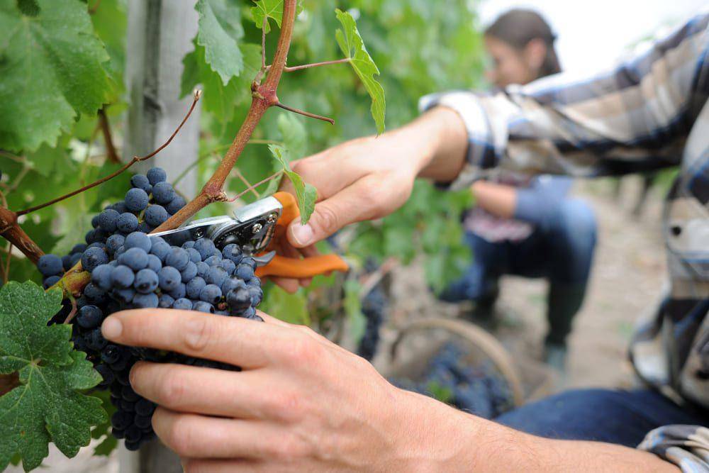 grape-picking