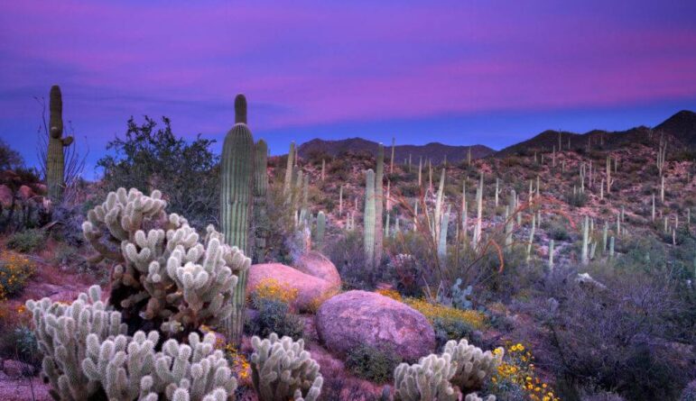 Saguaro Sunset