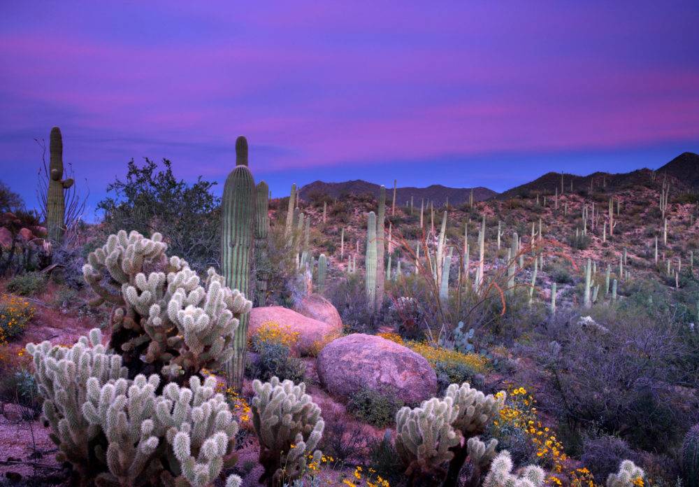 Saguaro Sunset