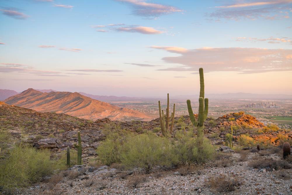 View of Phoenix with Saguaro cactus