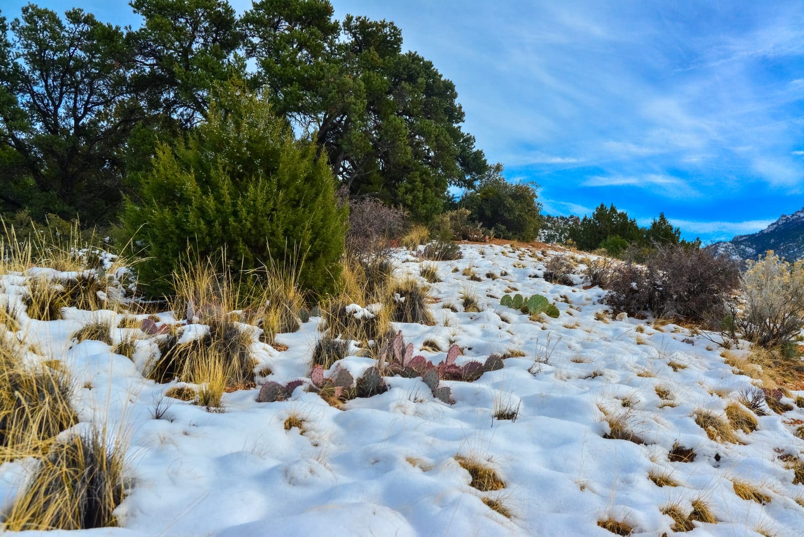 Winter in the desert